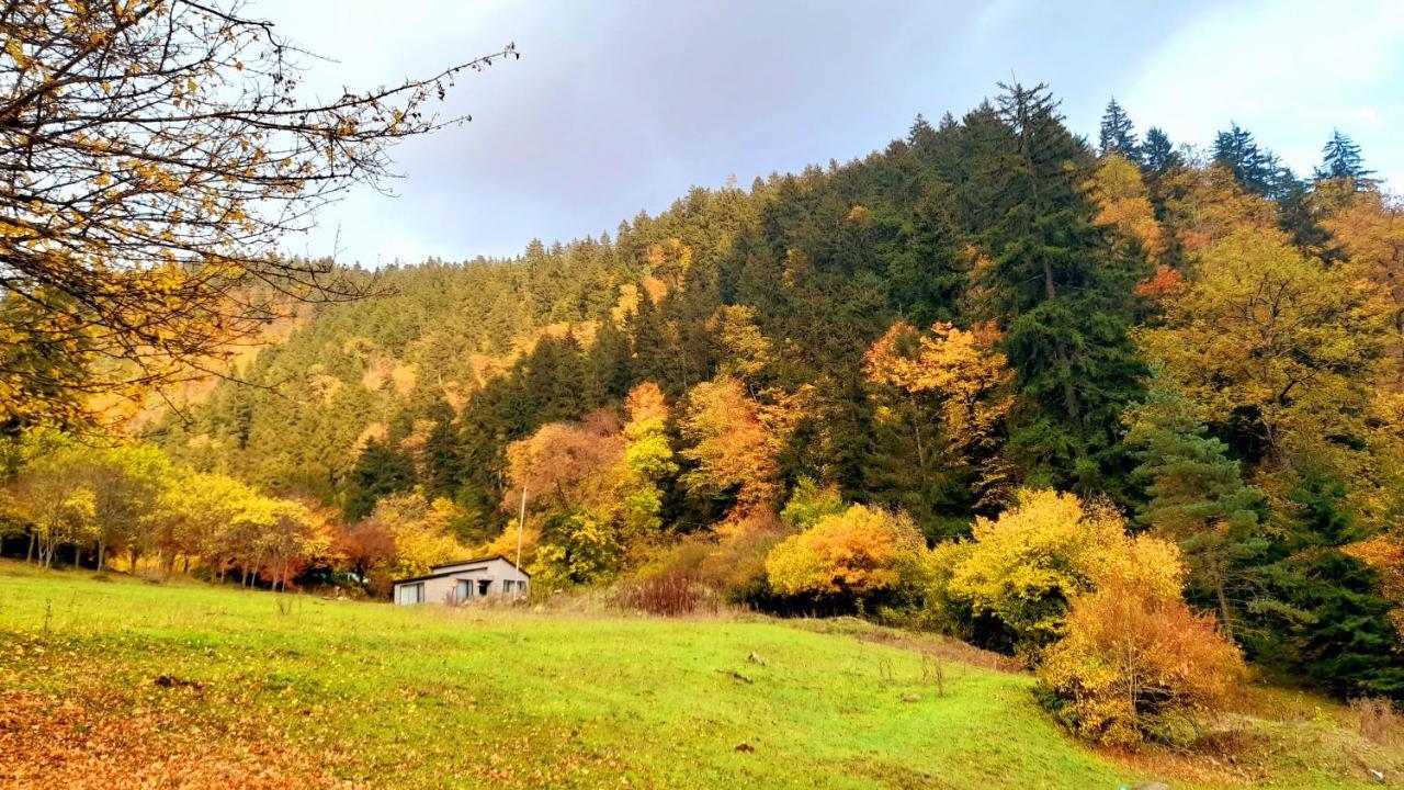 Cozy House In The Forest Borjomi Ngoại thất bức ảnh
