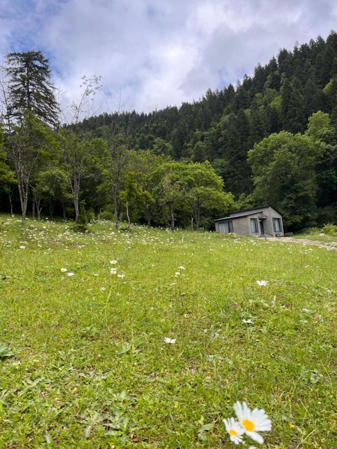 Cozy House In The Forest Borjomi Ngoại thất bức ảnh